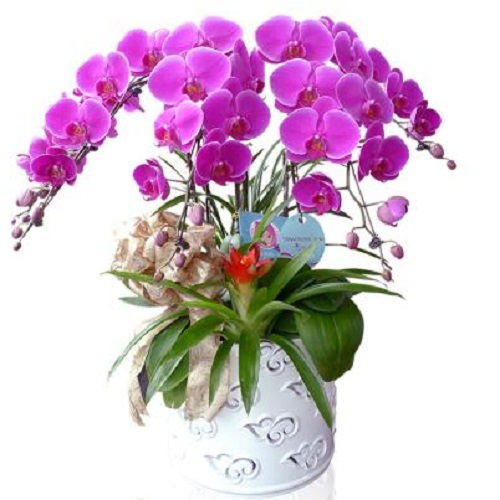 蝴蝶兰 盆栽蝴蝶兰 蝴蝶兰盆栽价格