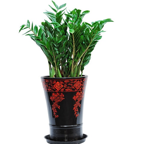 金钱树 盆栽金钱树 水培金钱树