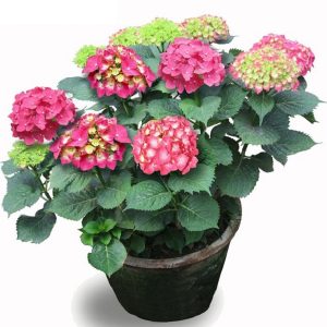 绣球花 盆栽绣球花 销售绣球花批发价格