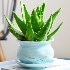 芦荟胶的作用和功效以及芦荟胶的使用方法与注意事项_春暖花开