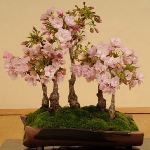 文竹盆景 黄杨盆景 榆树盆景 榕树盆景 盆景花卉